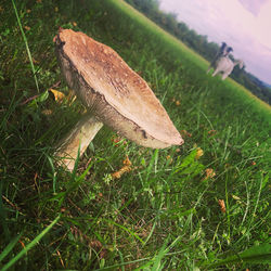 High angle view of grass on field