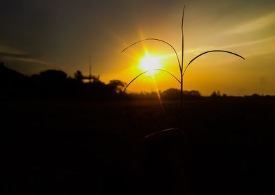 Close-up of silhouette plants on field against sky during sunset