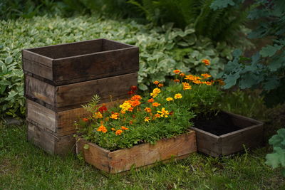 Marigold flowers on a flower boxes are ready for planting in a summer garden. 