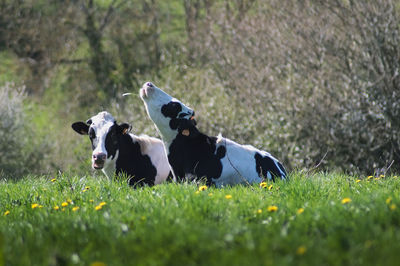 Cows in a field