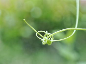 Close-up of green leaf