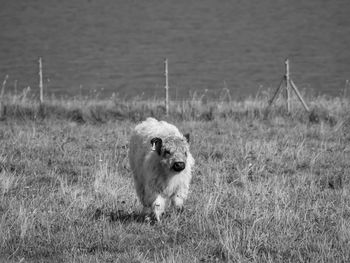 Helgoland island