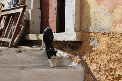 Black and white cat stretching on stairs in greece