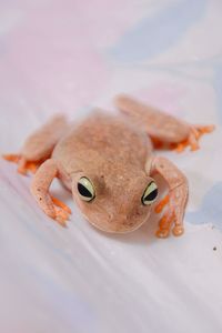 Close-up of frog