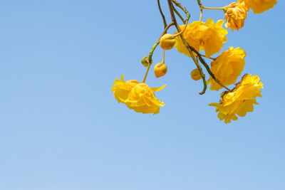 Low angle view of yellow flowering plant against clear blue sky