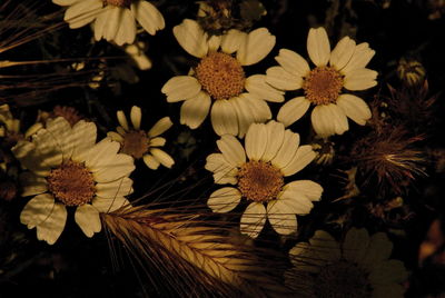 Close-up of flowers