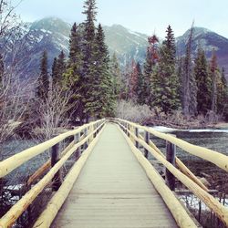 Wooden footbridge amidst trees during winter