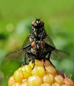 Close-up of fly on flower