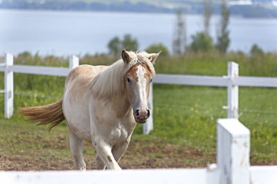 Horse standing in ranch