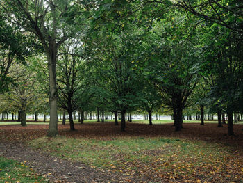 Trees in park during autumn