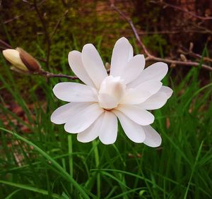 Close-up of white flowers blooming outdoors