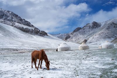 Horse standing on snow covered mountain against sky