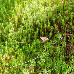 High angle view of plants growing on field