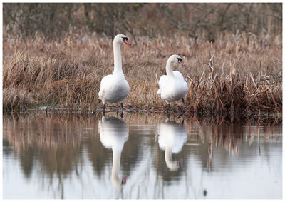 Swans on a lake