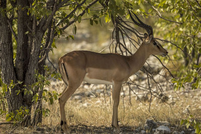 Gazelle standing on grass against tree