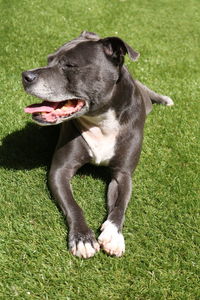 Black dog relaxing on field