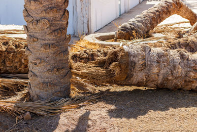 Fallen palm tree on the ground. withered palm tree