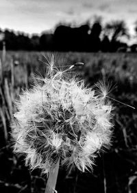 Close-up of dandelion