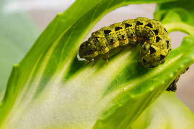 Close-up of insect on leaf