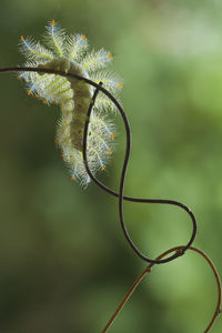 Fire caterpillar on unique branch