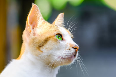 Close-up of a cat looking away