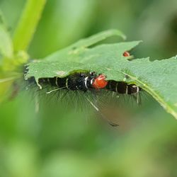 Close-up of insect on plant