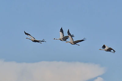 Low angle view of seagulls flying