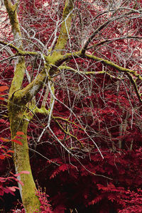 Full frame shot of red flowering tree in forest