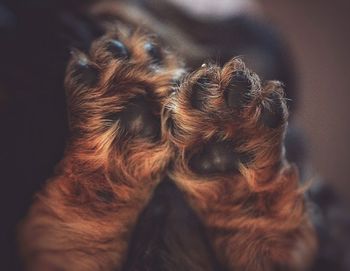 Close-up of a sleeping dog