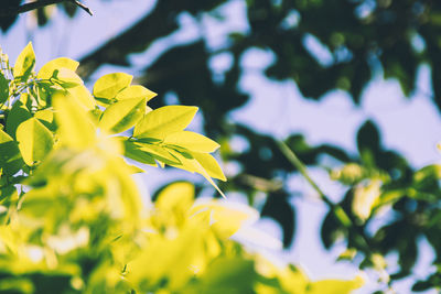 Close-up of yellow flowers blooming outdoors