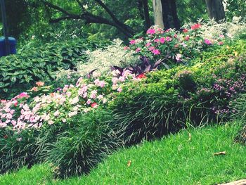 Flowers in garden