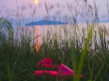 Close-up of pink flowering plants on field against sky