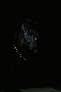 Black dog looking away