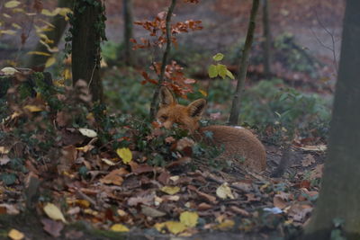 Squirrel in a field