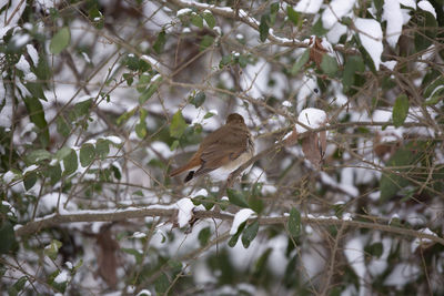 Bird perching on a tree