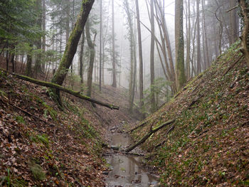 Pine trees in forest