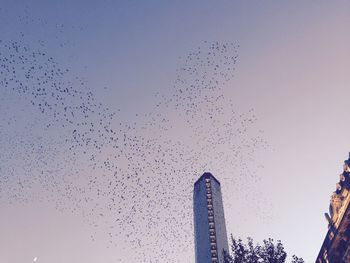 Low angle view of birds flying against clear sky