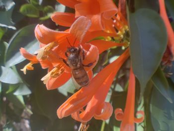 Close-up of orange insect on flower