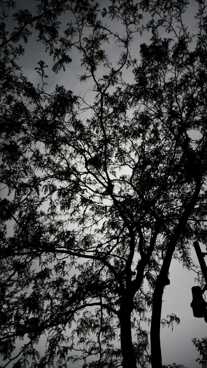 tree, low angle view, branch, silhouette, growth, nature, sky, tranquility, beauty in nature, clear sky, bare tree, outdoors, no people, tree trunk, scenics, high section, day, treetop, dusk, tranquil scene