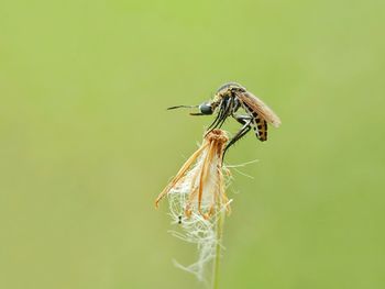 Close-up of grasshopper