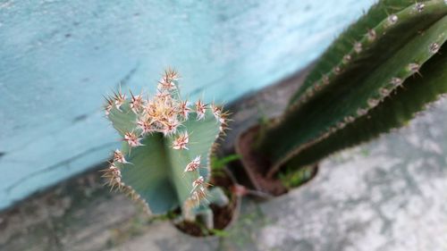 Close-up of succulent plant