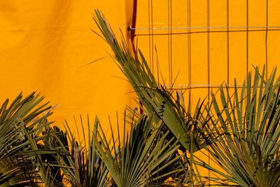 Palm leaves against orange wall
