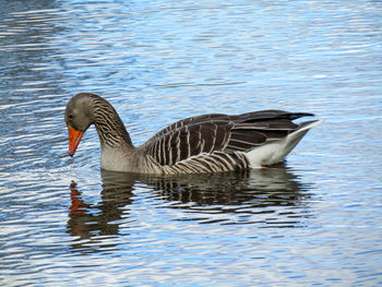 Duck swimming in lake