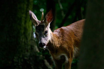 Deer standing on a field