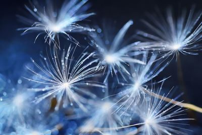 Close-up of firework display at night