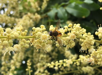 Close-up of bee pollinating flower