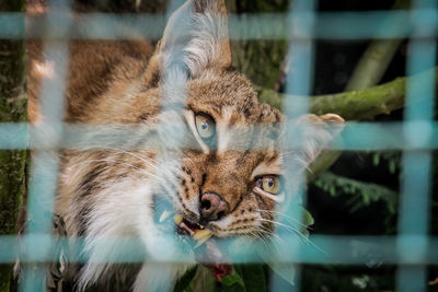 Close-up of cat in cage