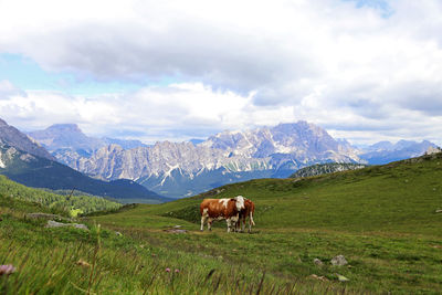 Horses in a field