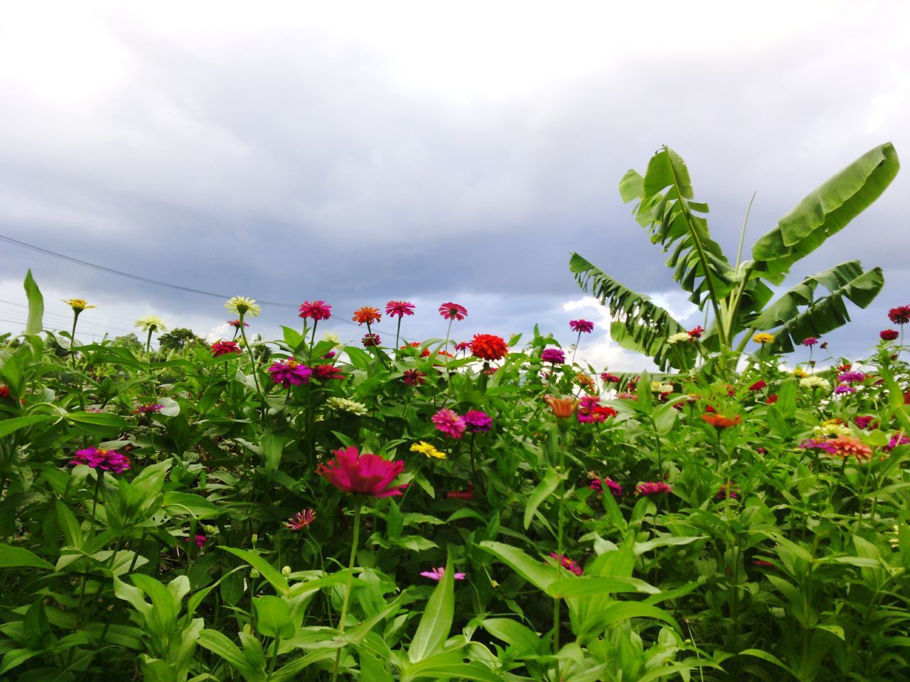 flower, growth, freshness, plant, beauty in nature, sky, fragility, nature, cloud - sky, blooming, green color, leaf, pink color, petal, flower head, cloudy, day, in bloom, tranquility, outdoors