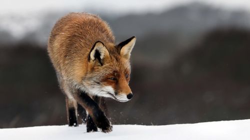 Red fox walks in the snow in winter.